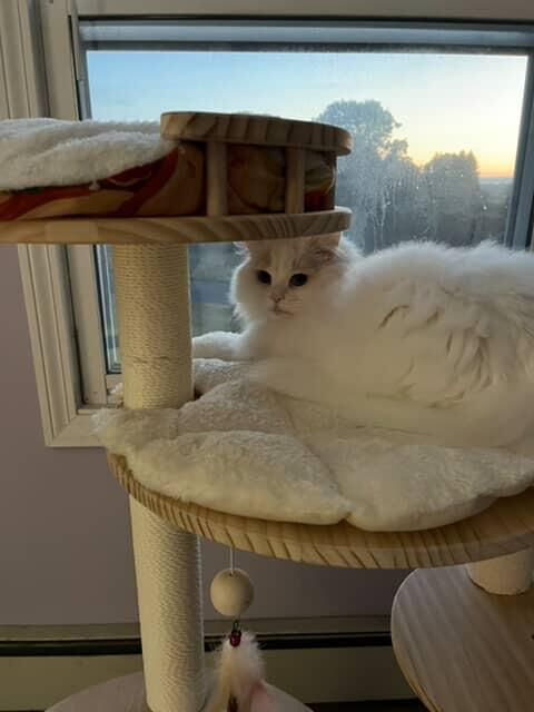 Transformable Cat Tree