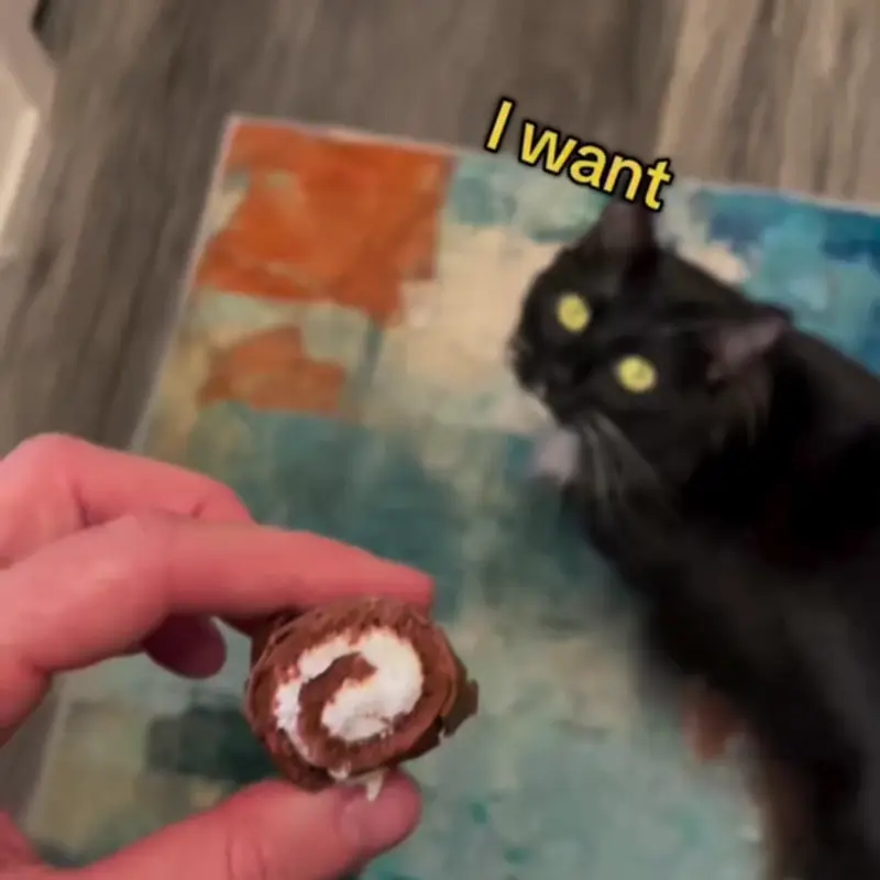 Choco Swiss Roll Cat Cave