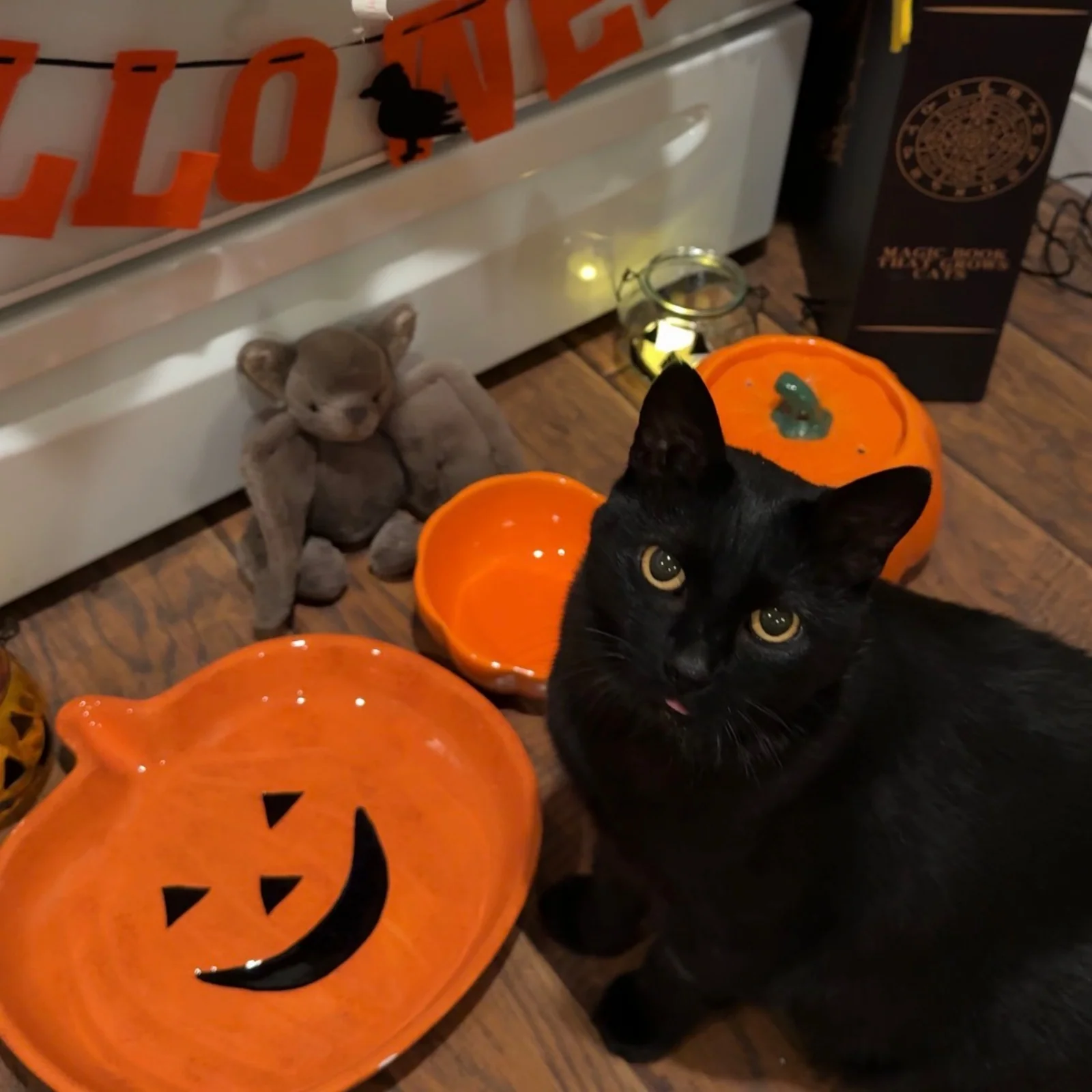 10 oz Pumpkin Patch Cat Bowl in Orange or Green Ceramic