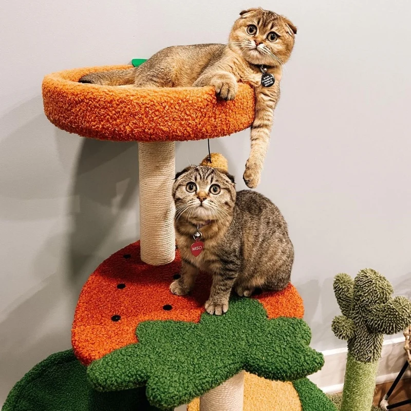 Mango Çilek ve Portakal Platformlu Meyve Dünyası Kedi Ağacı