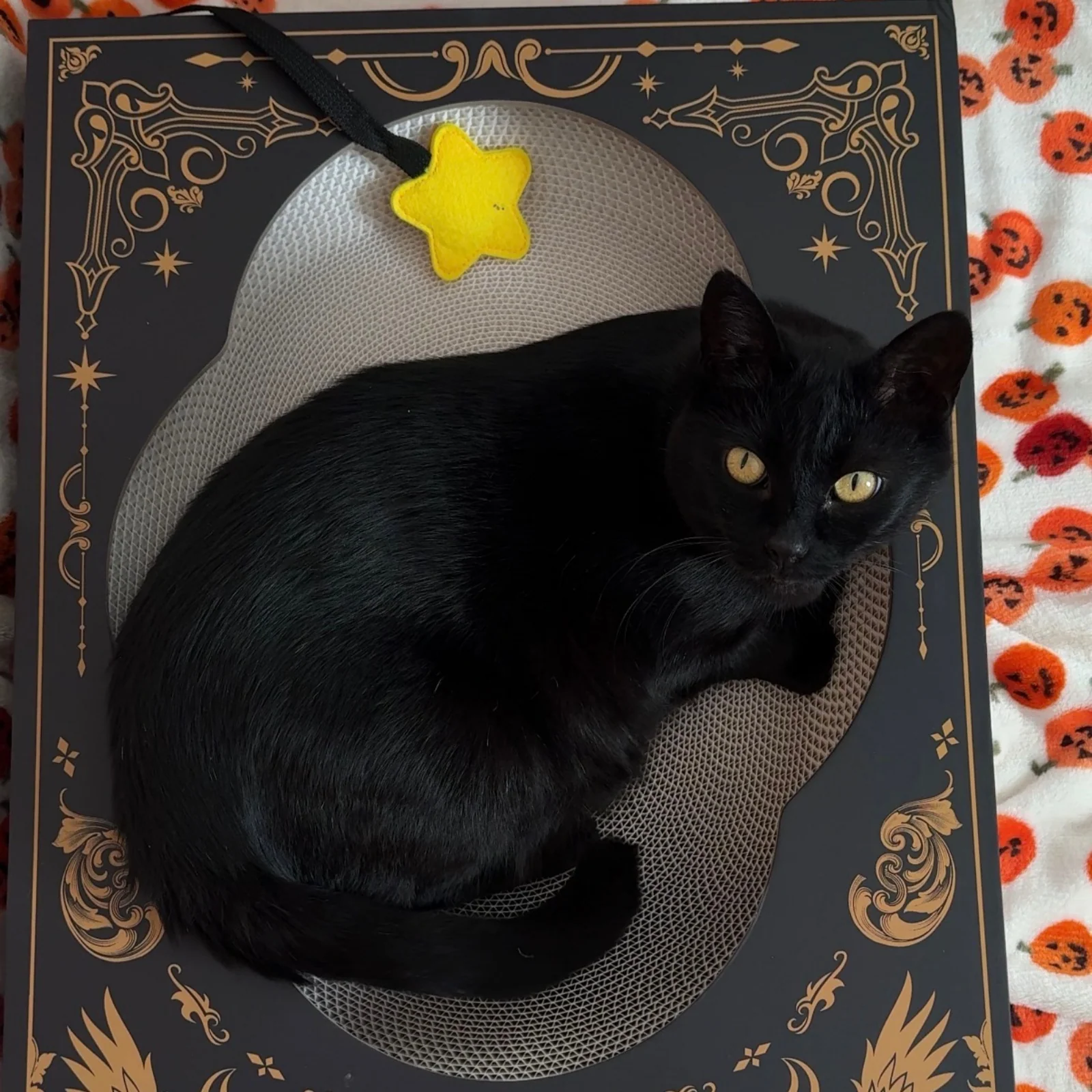 Midnight Grimoire-kradsetræ til kat med katteurt-stjernemarkør