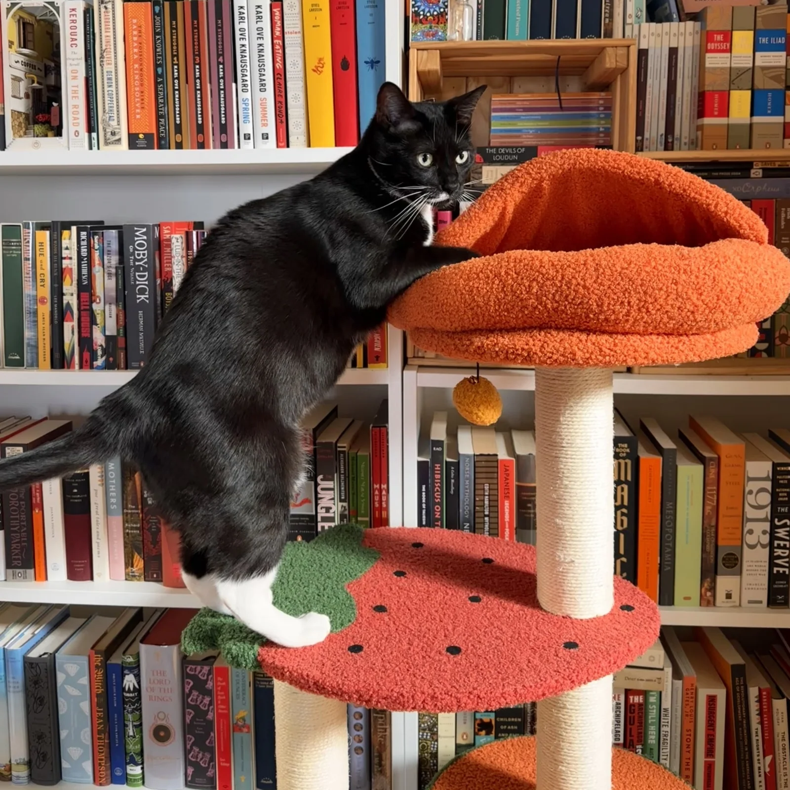 Mango Çilek ve Portakal Platformlu Meyve Dünyası Kedi Ağacı