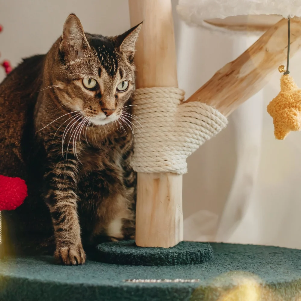 VIP 800 Meow Coins + $129.9 för Santa Hat Cat Tree