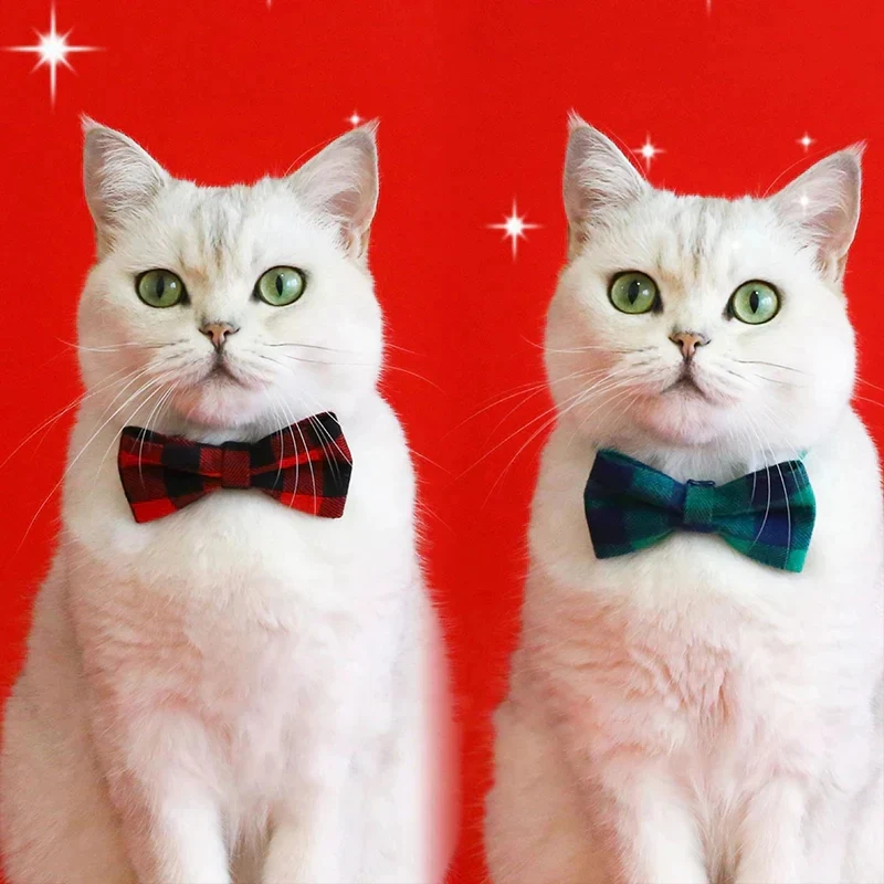 Pawsitive överraskningslåda