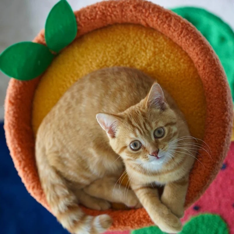 Mango Çilek ve Portakal Platformlu Meyve Dünyası Kedi Ağacı