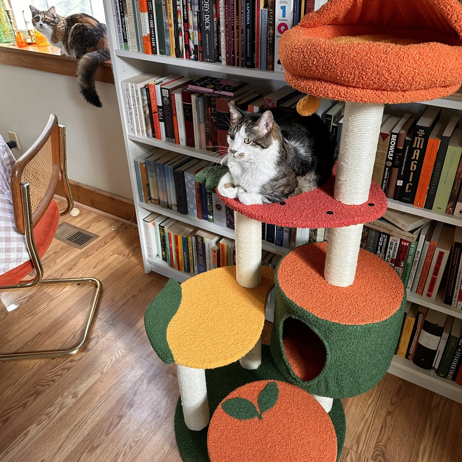 Mango Çilek ve Portakal Platformlu Meyve Dünyası Kedi Ağacı